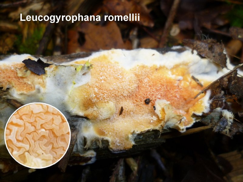 Leucogyrophana romellii-amf2066.jpg - Leucogyrophana romellii ; Syn: Serpula romellii ; Nom français:  Corticie de Romell